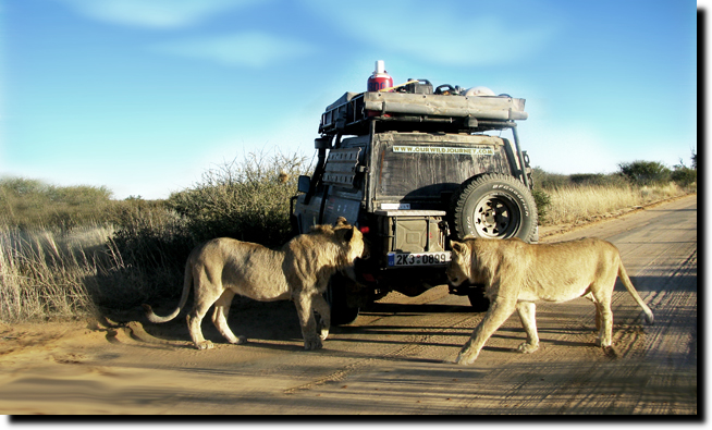 Expedice Afrika 2008-2012 - Transfrontier Kgalagadi NP hrátky se lvy okolo auta